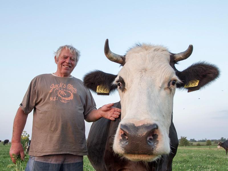 Boer met koe