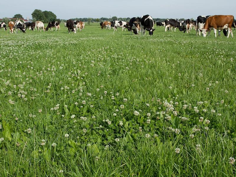 witte klaver in weiland