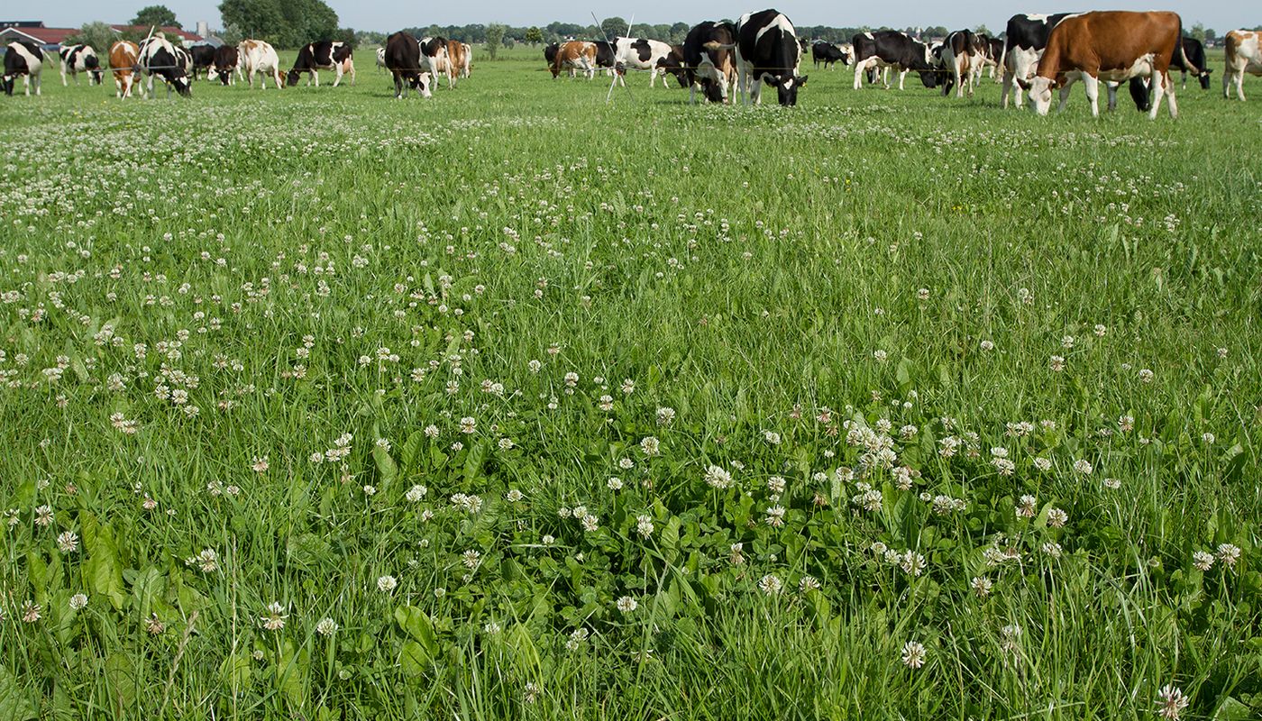 witte klaver in weiland