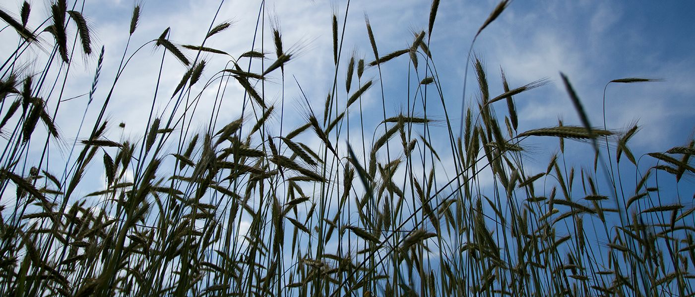 graan met blauwe lucht en witte wolken