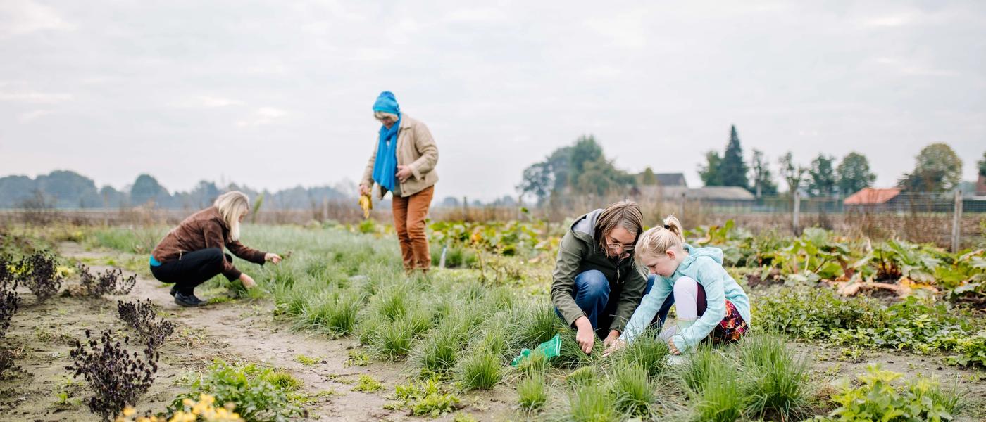 mensen in tuin oogsten zelf hun groentes