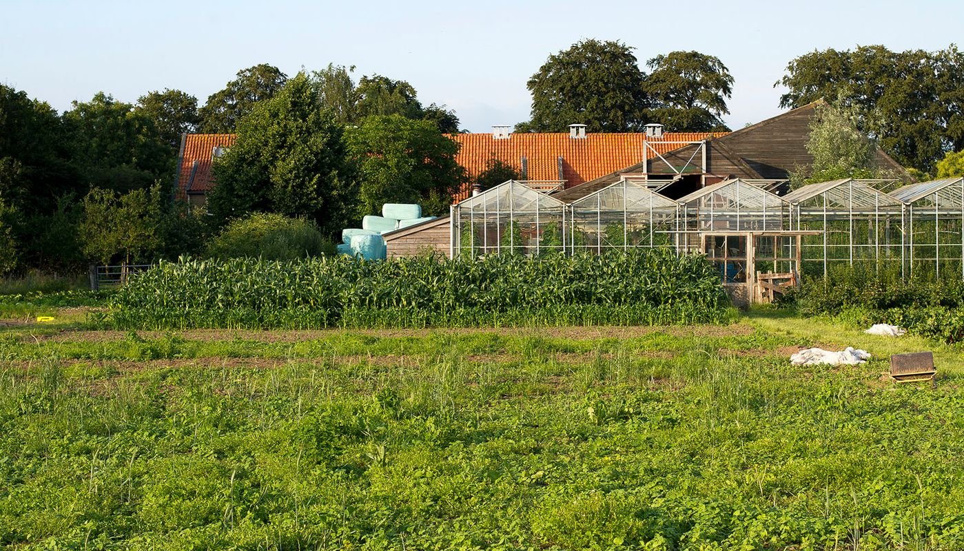 Tuinbouw bij De Hondspol.