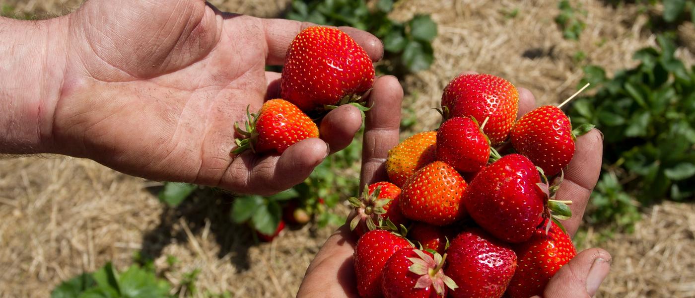 Aardbeien