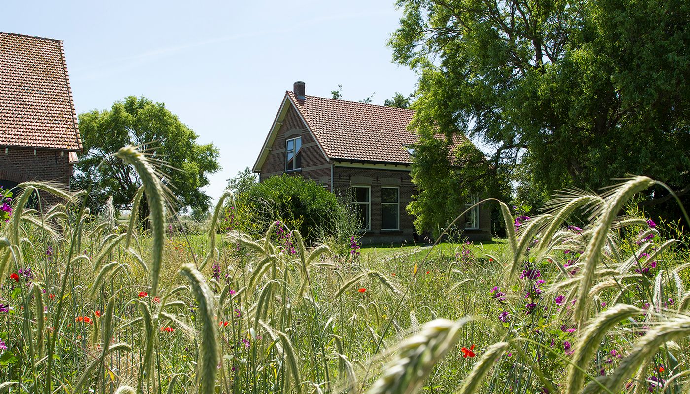 Wilhelminahoeve met graan op de voorgrond.