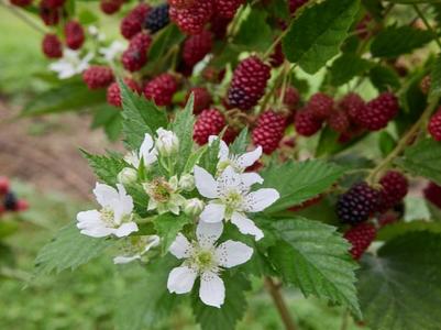 Frambozen in bloei en vruchten erachter
