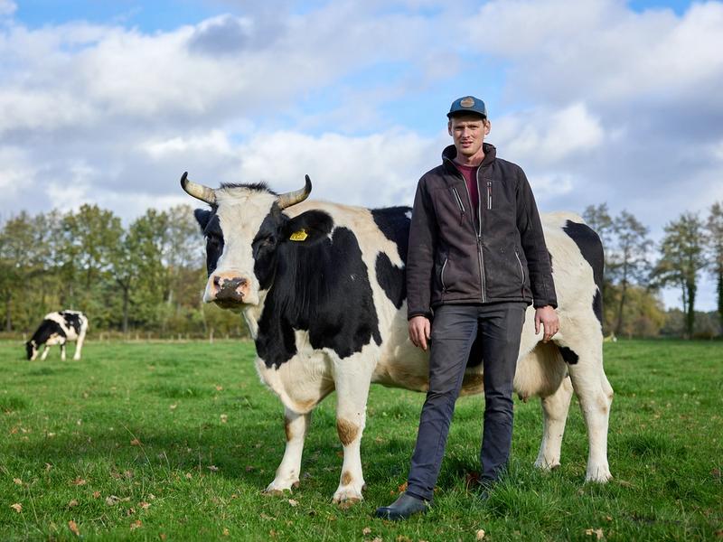 Koe met hoorns in weiland