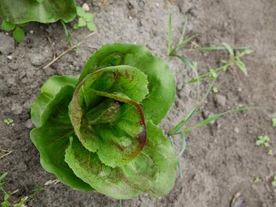 An image without an alt-tag, notify our admins!