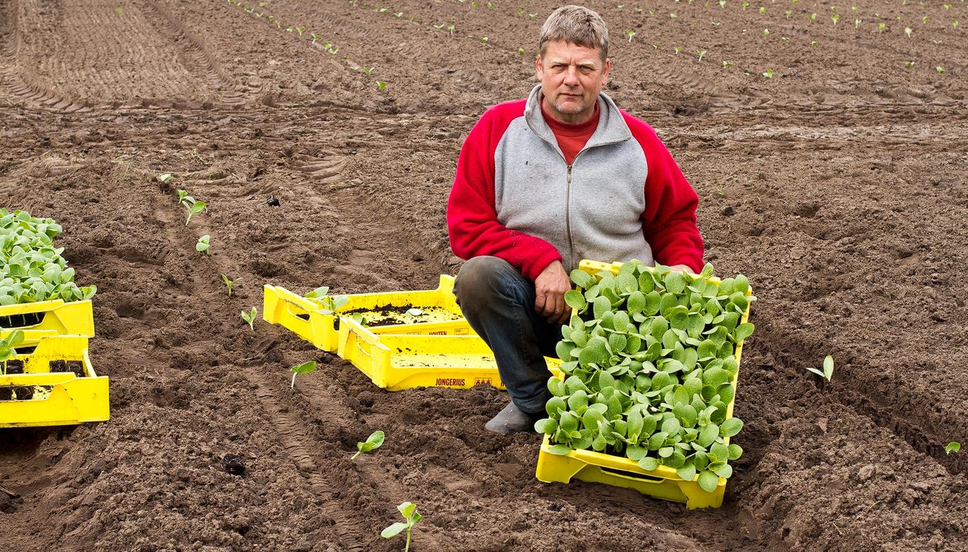 Tuinder Gaveshi met gele kistjes plantgoed op zijn akker.