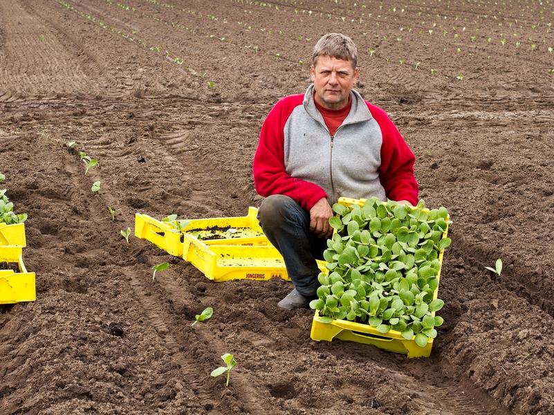 Tuinder Gaveshi met gele kistjes plantgoed op zijn akker.