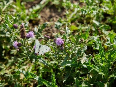 Distel met vlinder