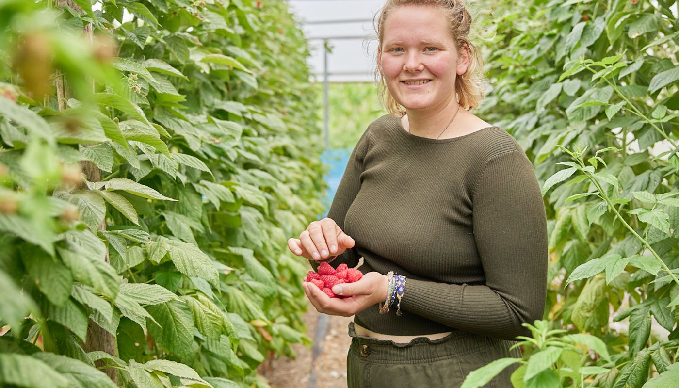 Willemien met twee handen vol frambozen.