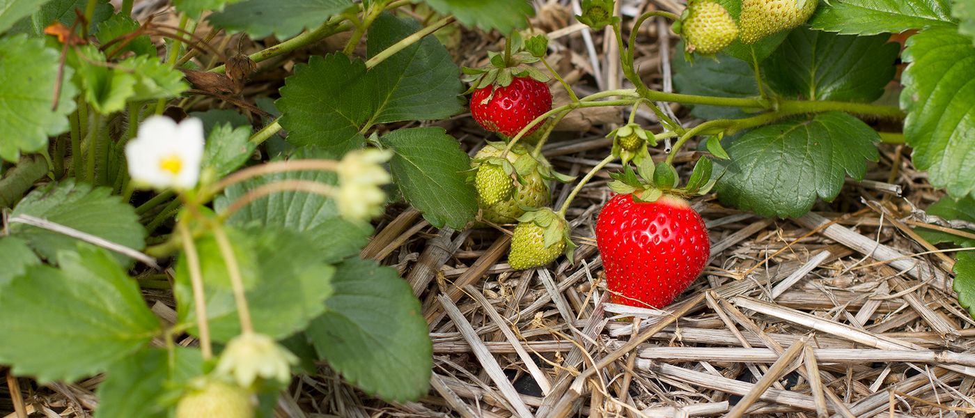 Aardbeien