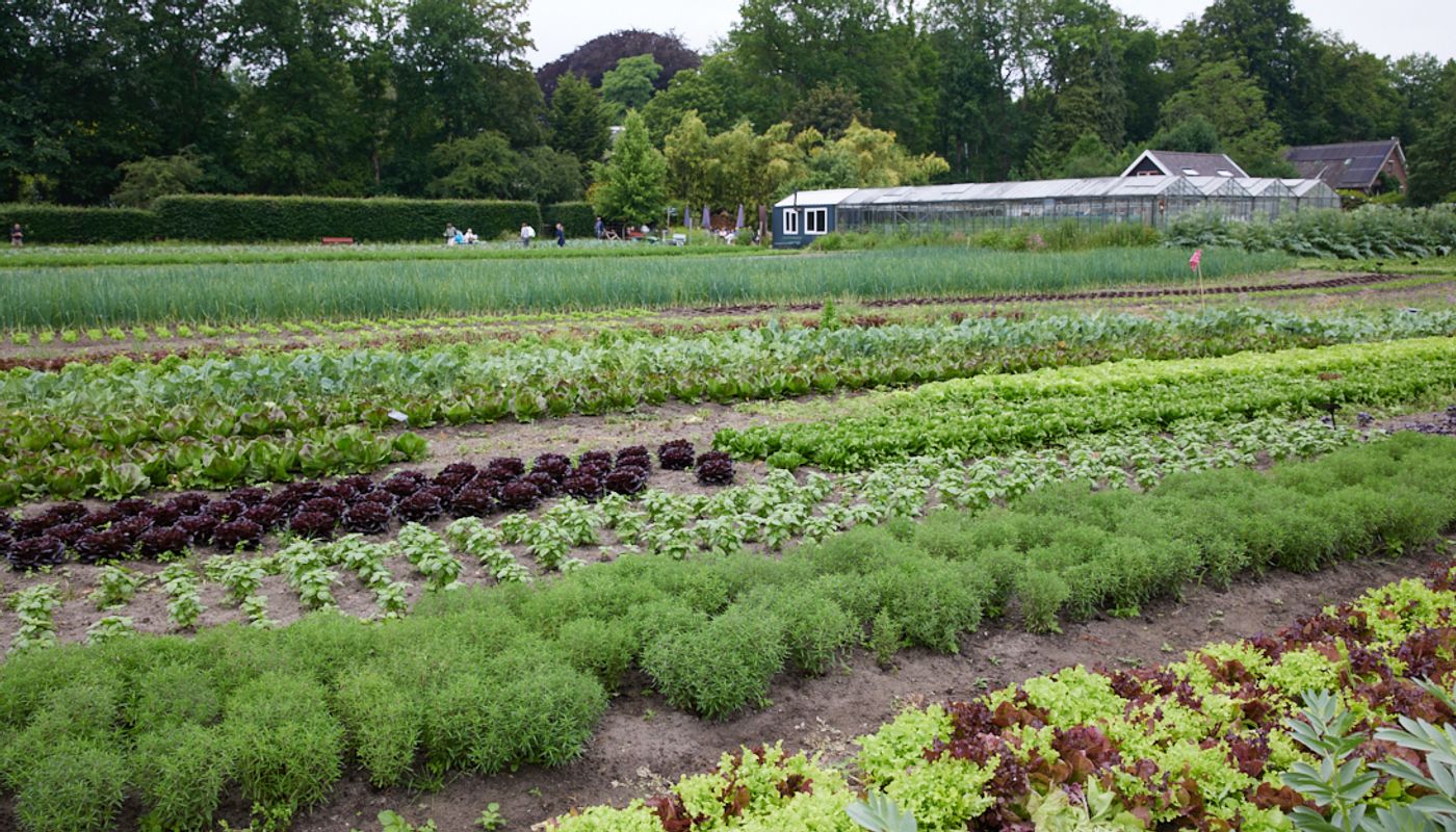 tuin met groente
