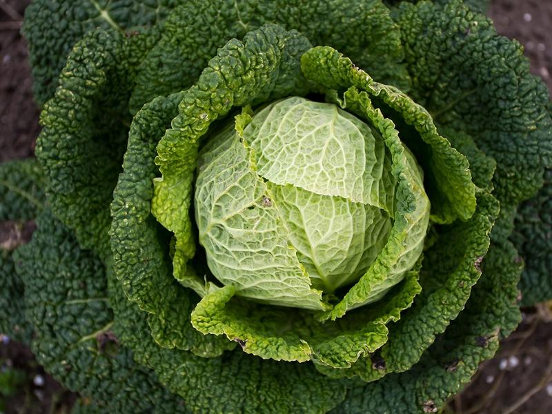 Een plant