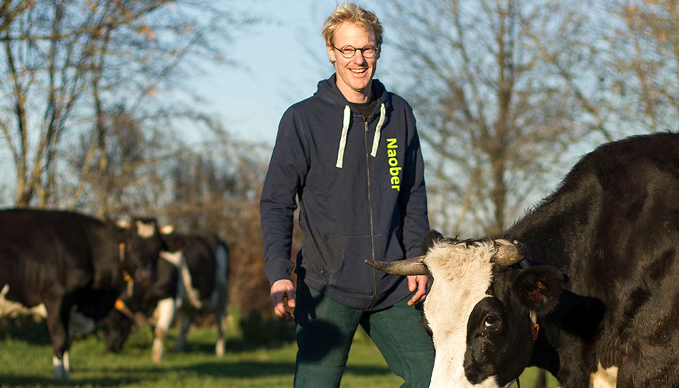 Boer Gerlof Pronk in het weiland tussen de koeien.