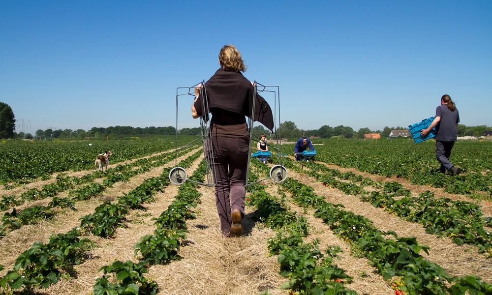 Het oogsten van aardbeien.