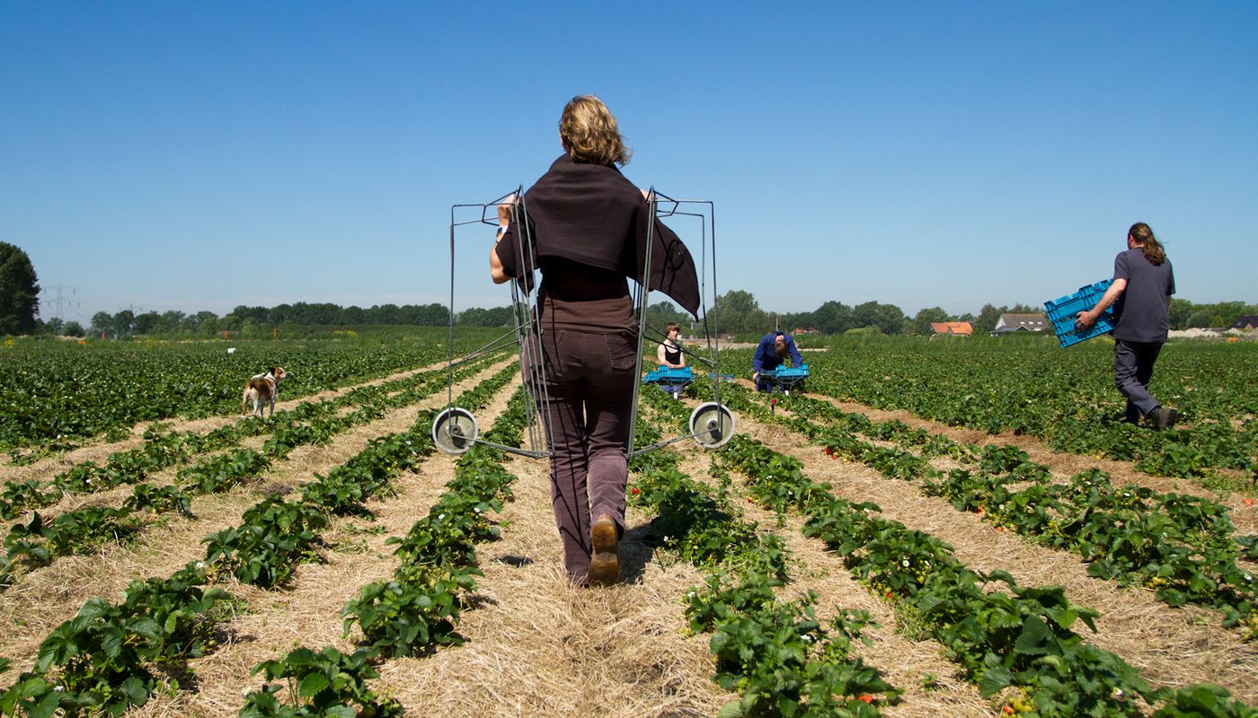 Peet en Elza de Krom op het veld tussen de aardbeien.