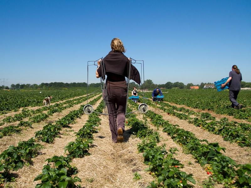 Peet en Elza de Krom op het veld tussen de aardbeien.