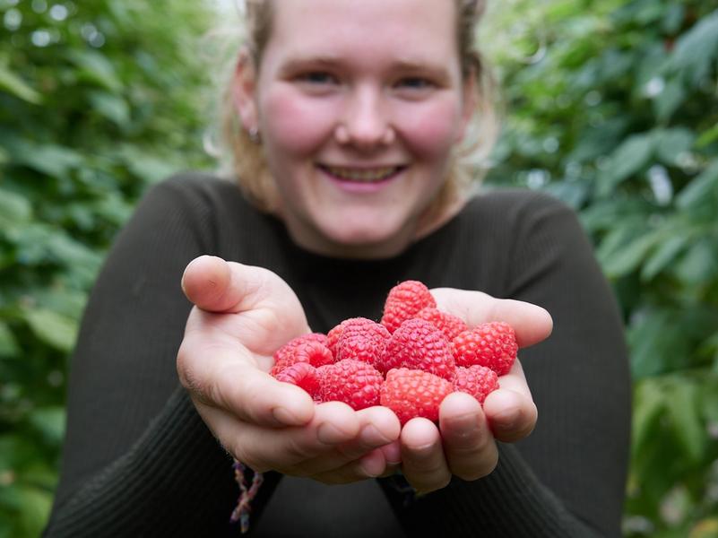 Fruitteler Willemien met twee handen vol frambozen