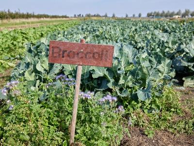 Broccoli veld