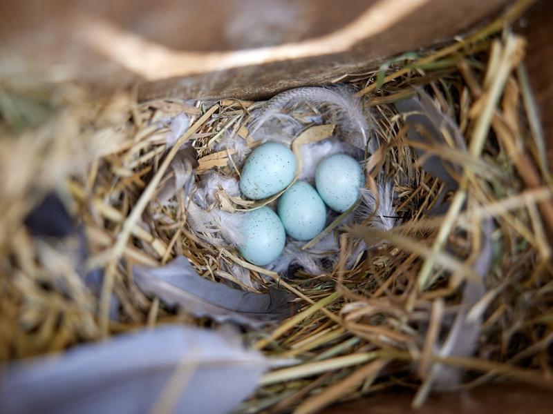 De Hooge Kamp is succesvolle broedplaats voor boerenlandvogels