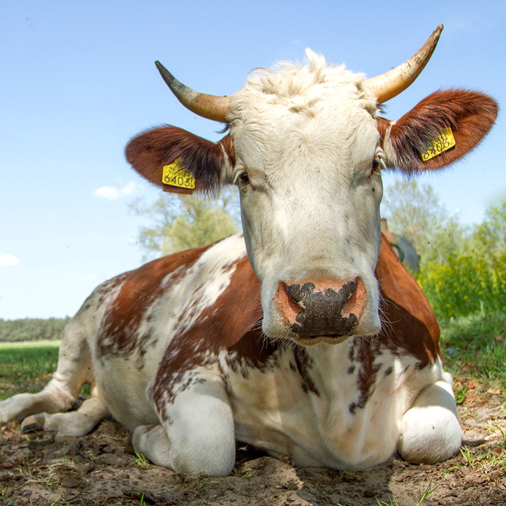 Afbeelding van de boeren van Vrije grond voor Urtica de Vijfsprong 