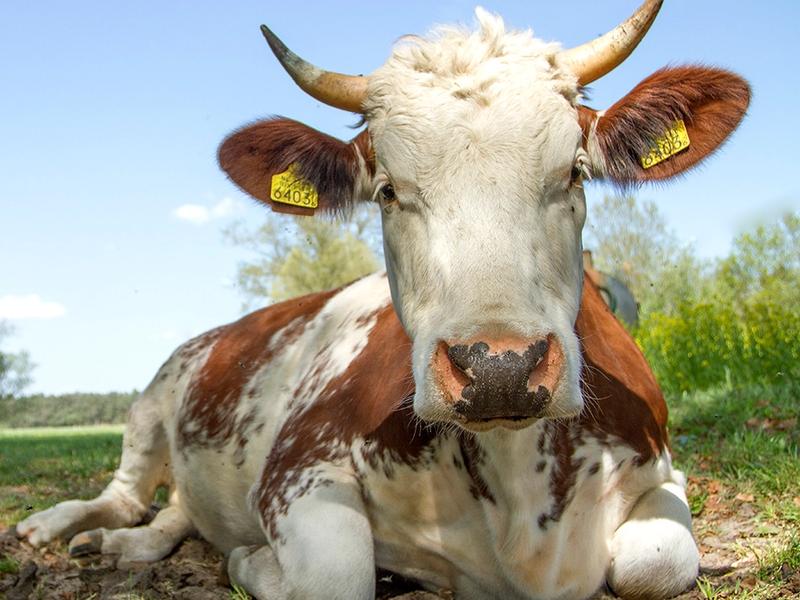 Koe met hoorns in weiland