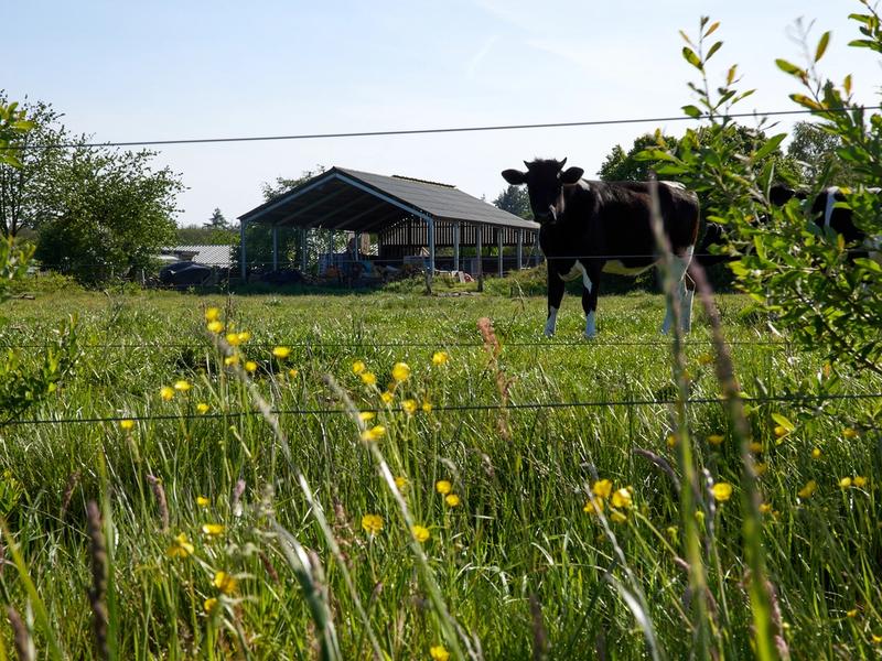 Koe op Noaberhoeve