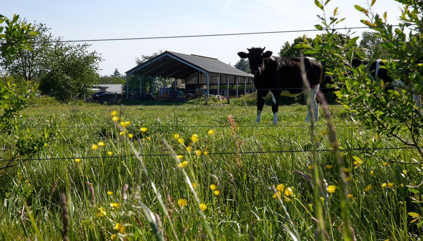 Koe op Noaberhoeve
