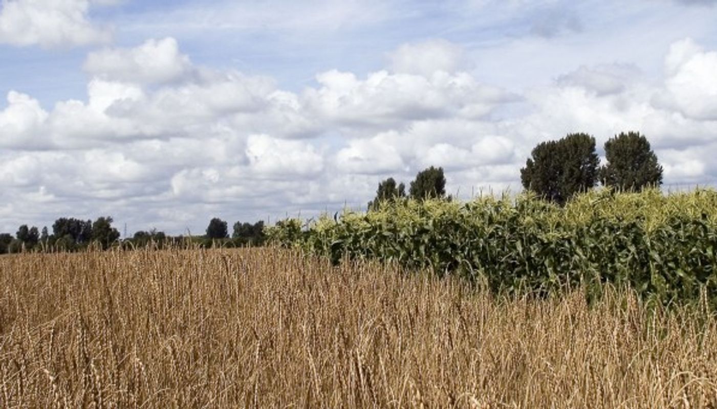 Graanveld.