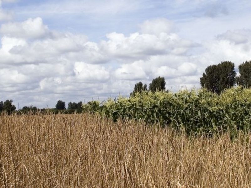 Graanveld.