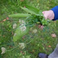 Boeket met grassen, kruiden en bloemen.