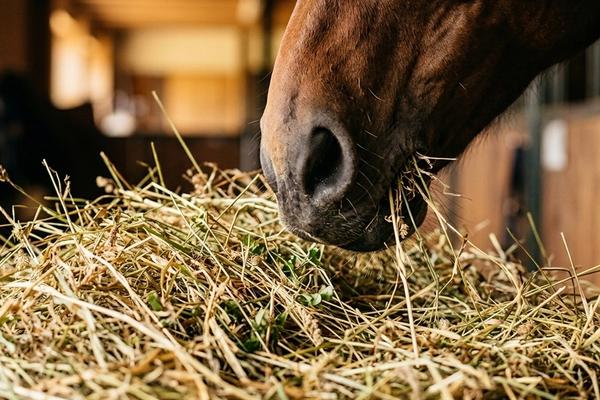 Delikatny mechanizm, czyli anatomia końskiego żołądka