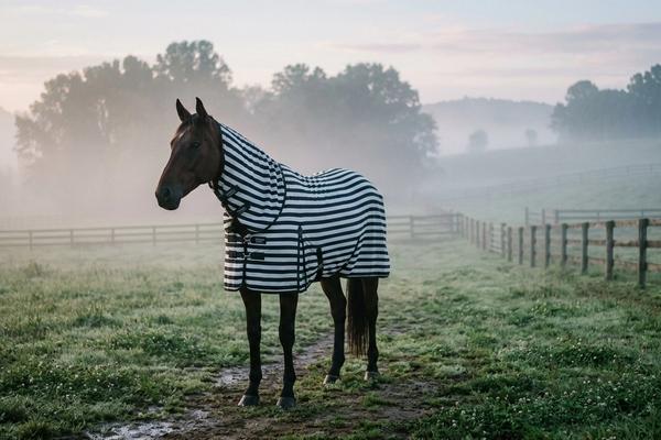 Dlaczego konie udają zebry? Naukowa prawda o derkach w paski i walce z owadami