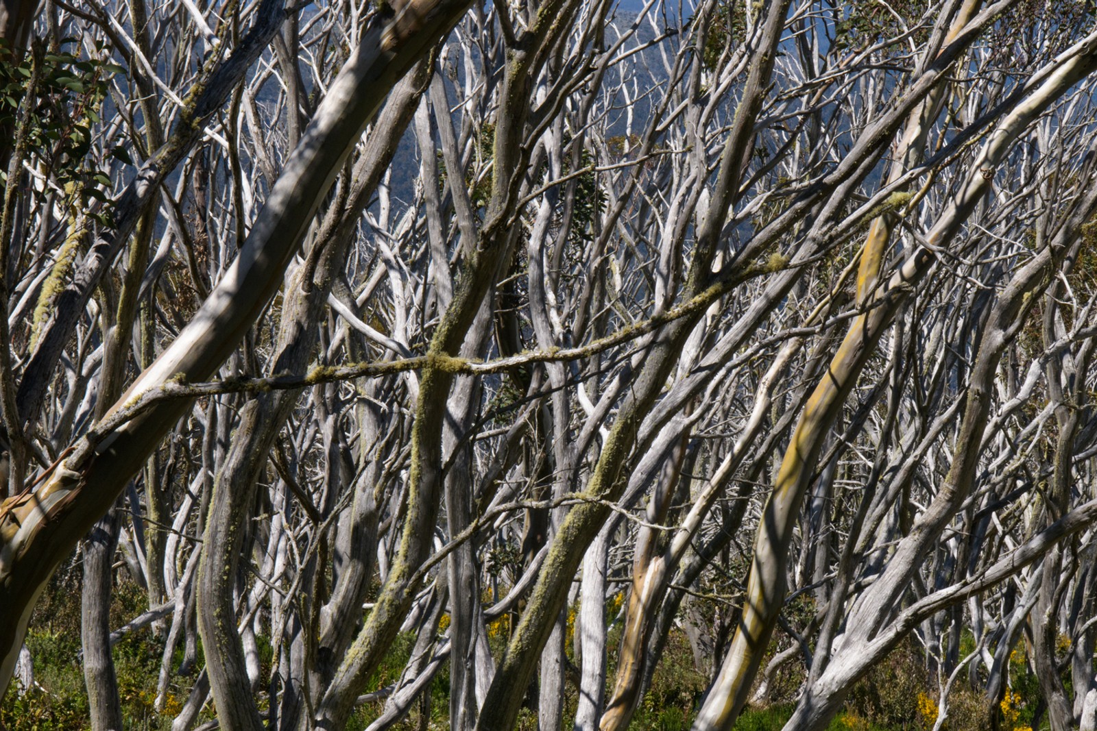 Hi-Viz Satellites LAB 2024 (Gallery)