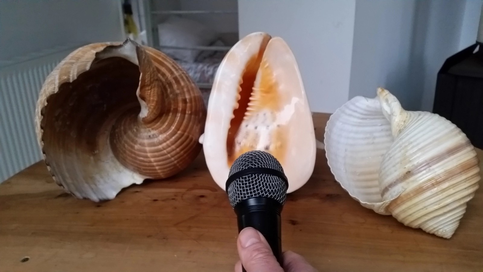 A microphone and three shells from Orange House Residency by Carolyn Connors