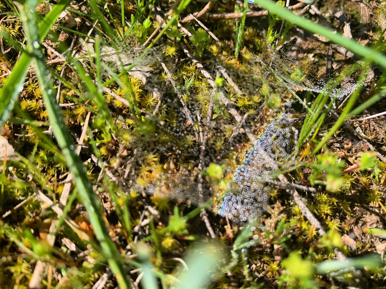 Close image of leaves and soil which is artist Fayen d'Evie's preferred artist profile image