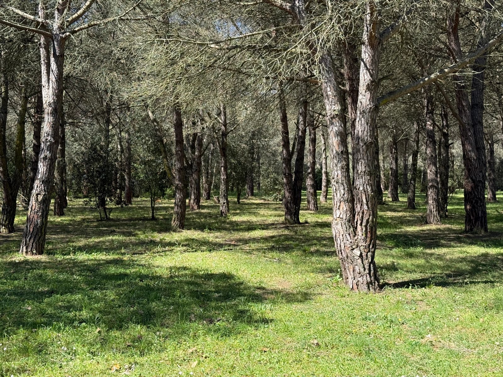 Villa de 6 dormitorios, 6 baños y 1613m² en venta en Mont-ras - foto 22 de 31