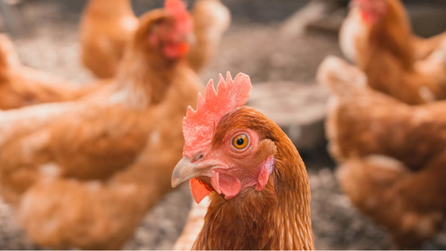 Chicken run — UK chains abandon poultry commitments