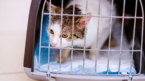 IVC pulls debt extension