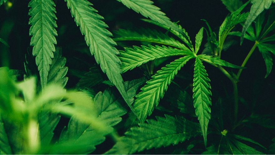 High stakes — Rescheduling to test cannabis borrowers