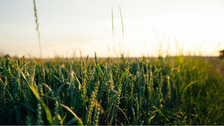 Arxada SUN holders sign co-op ahead of company proposal