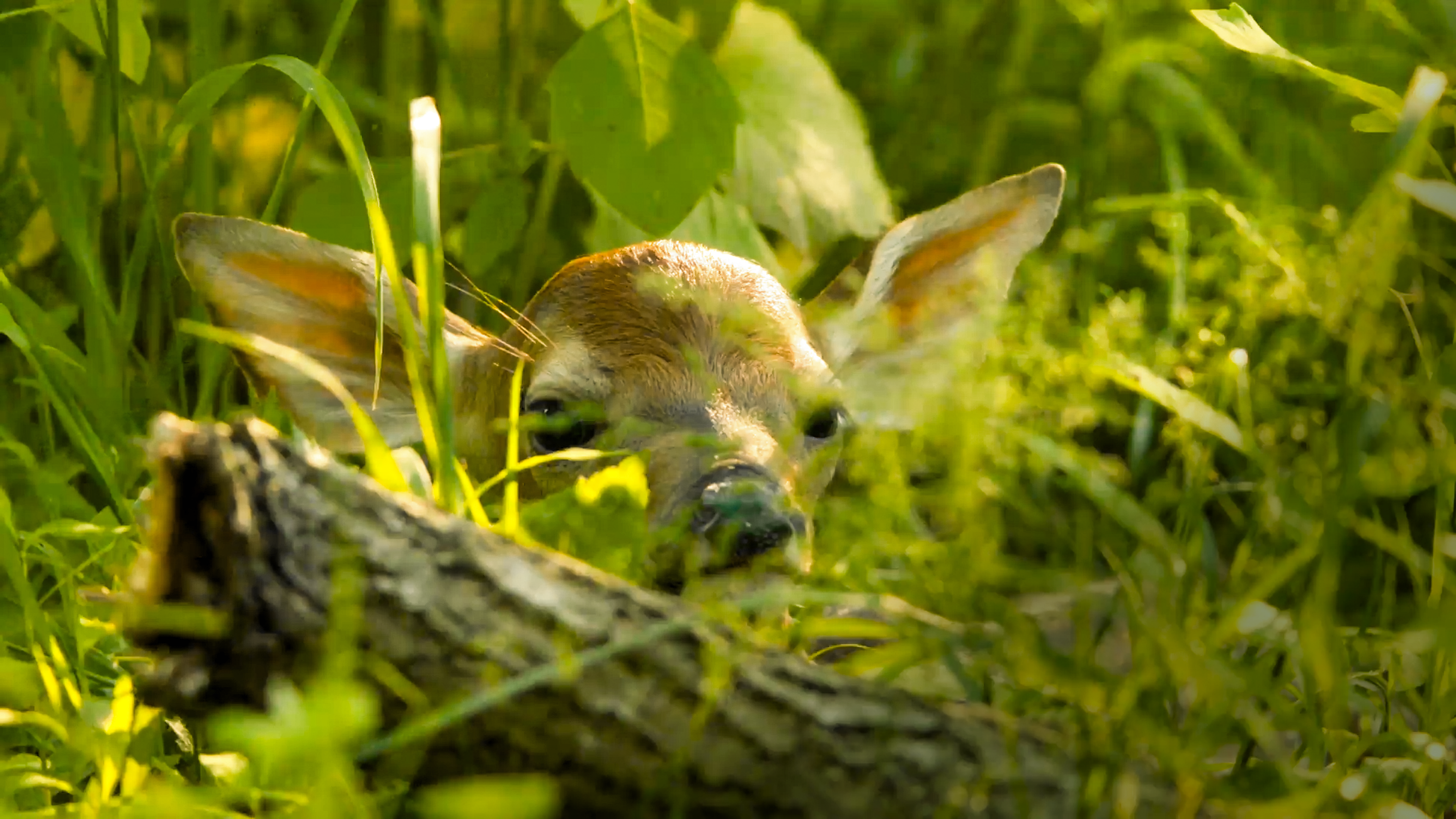 A baby fawn laying in the grass on an Organic Valley farm.