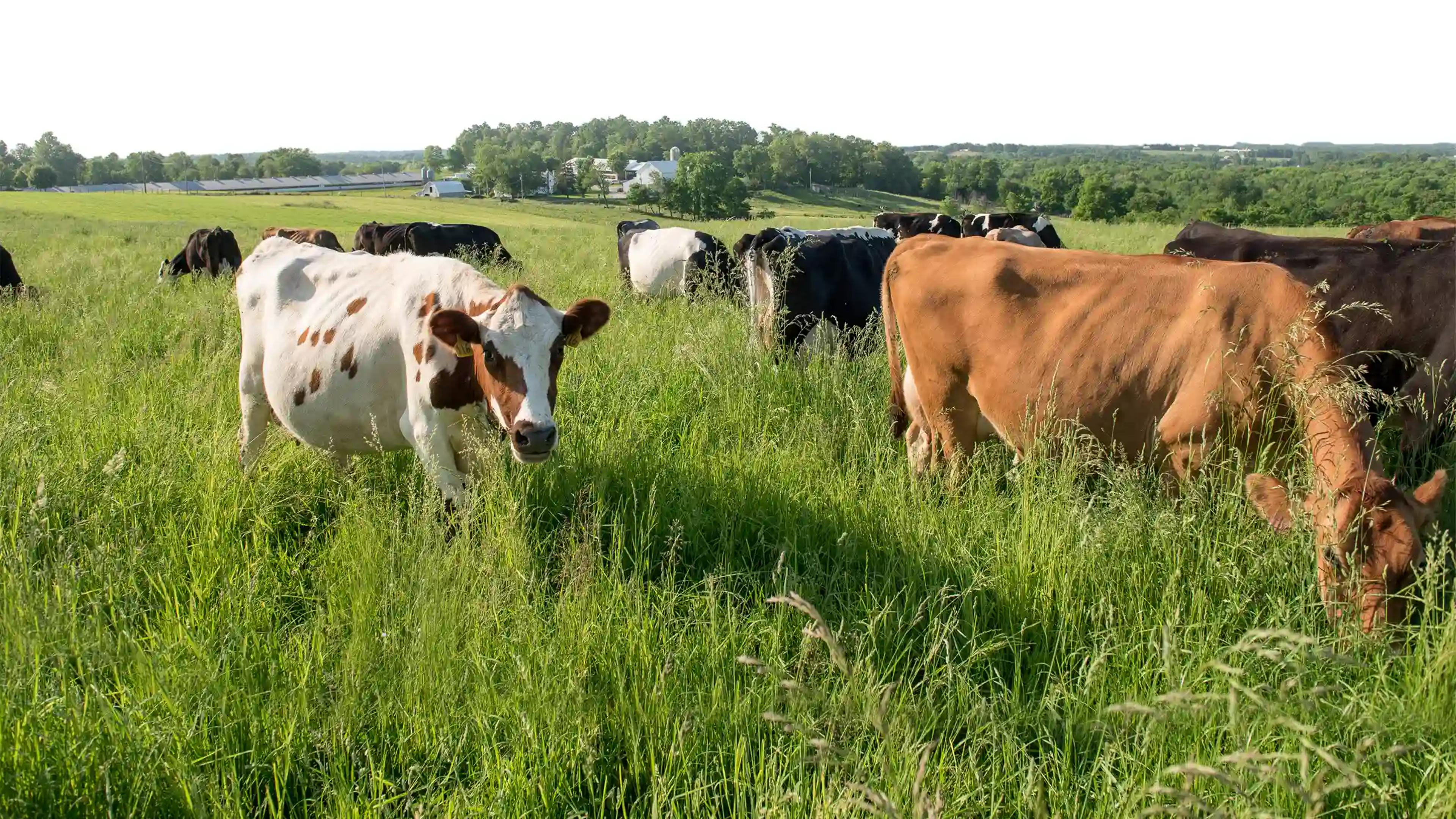 Cows grazing in fresh pasture grass.