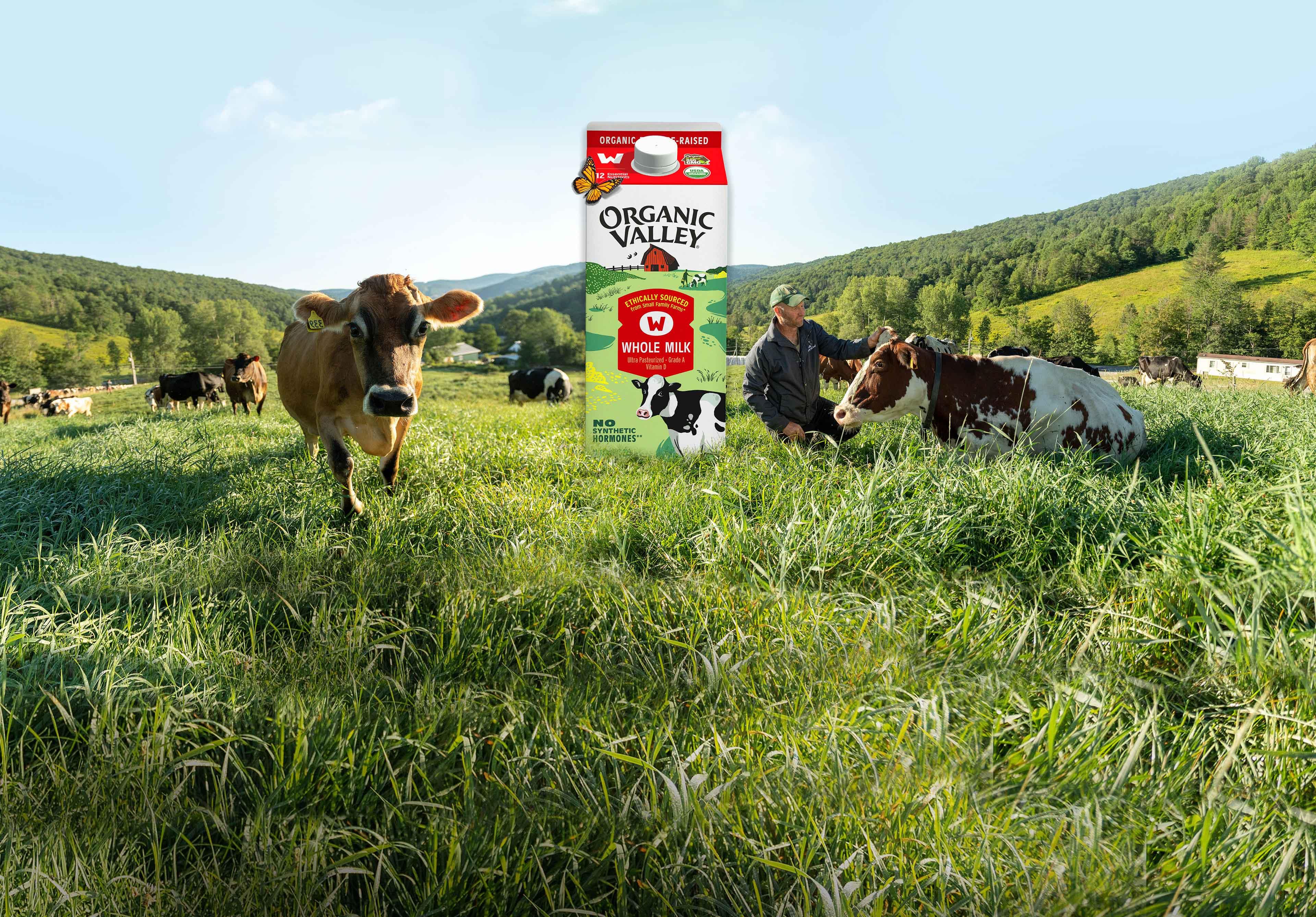 Cows in lush green pasture grass with a farmer and a half gallon carton of Organic Valley Whole Milk.