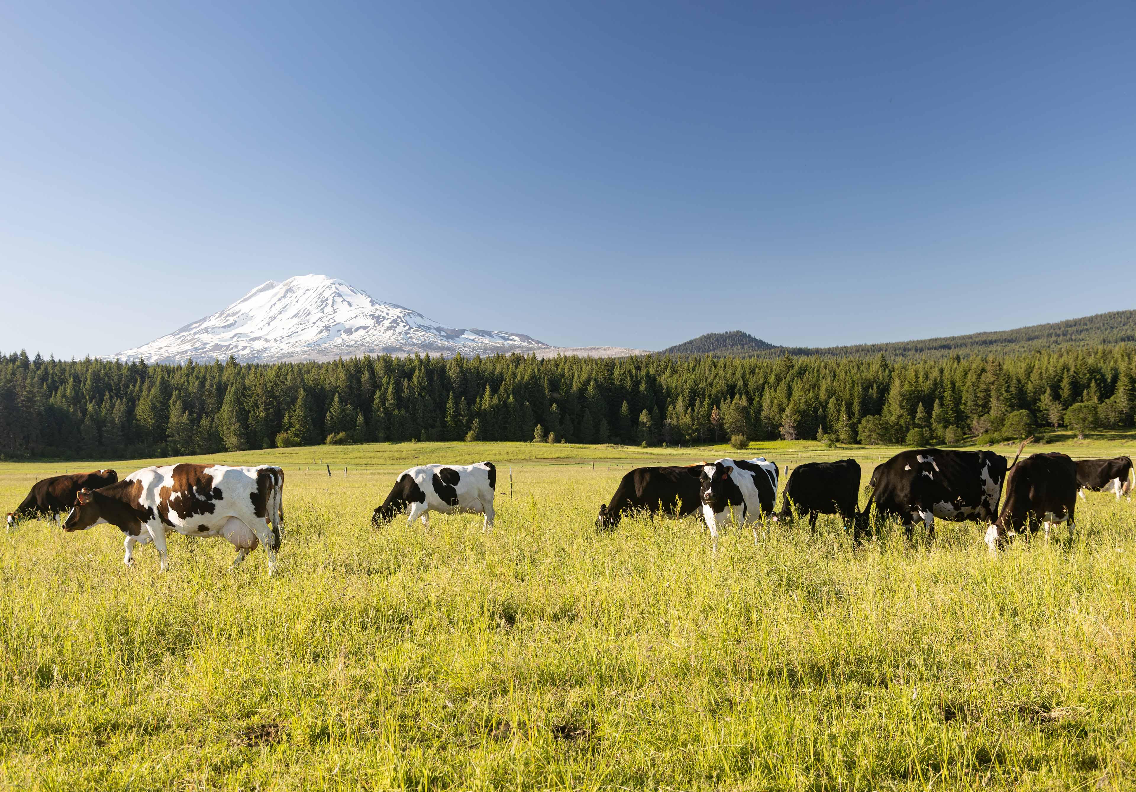 Cows grazing in fresh organic pasture with mountains in the background.