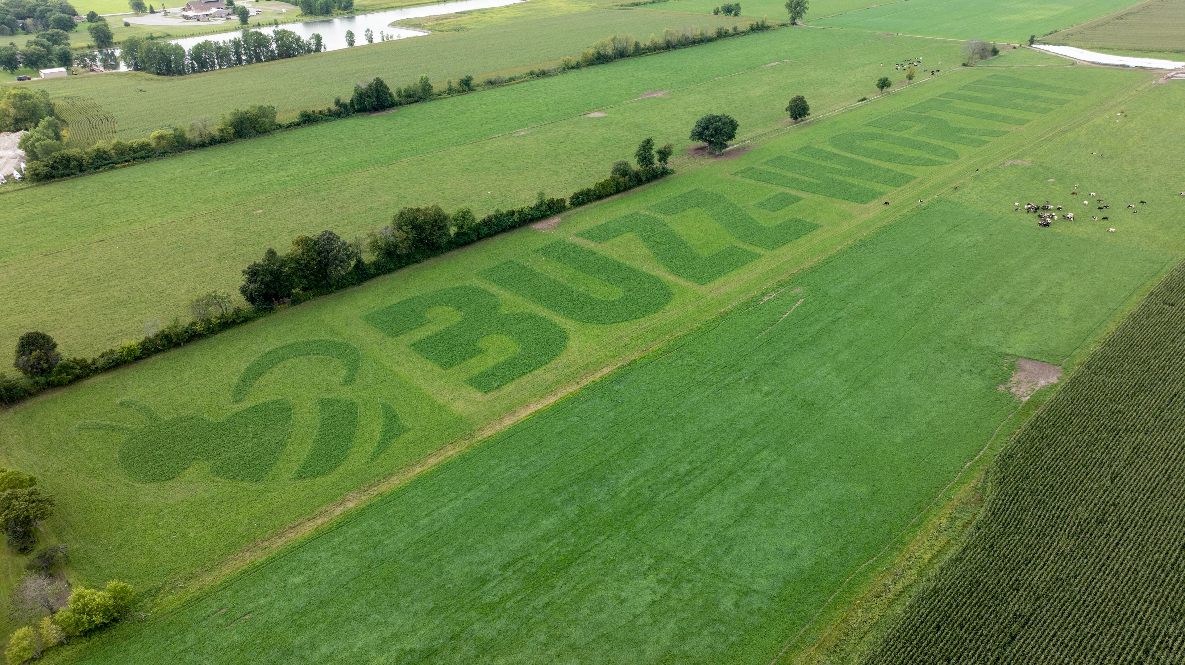 See what all the buzz is about