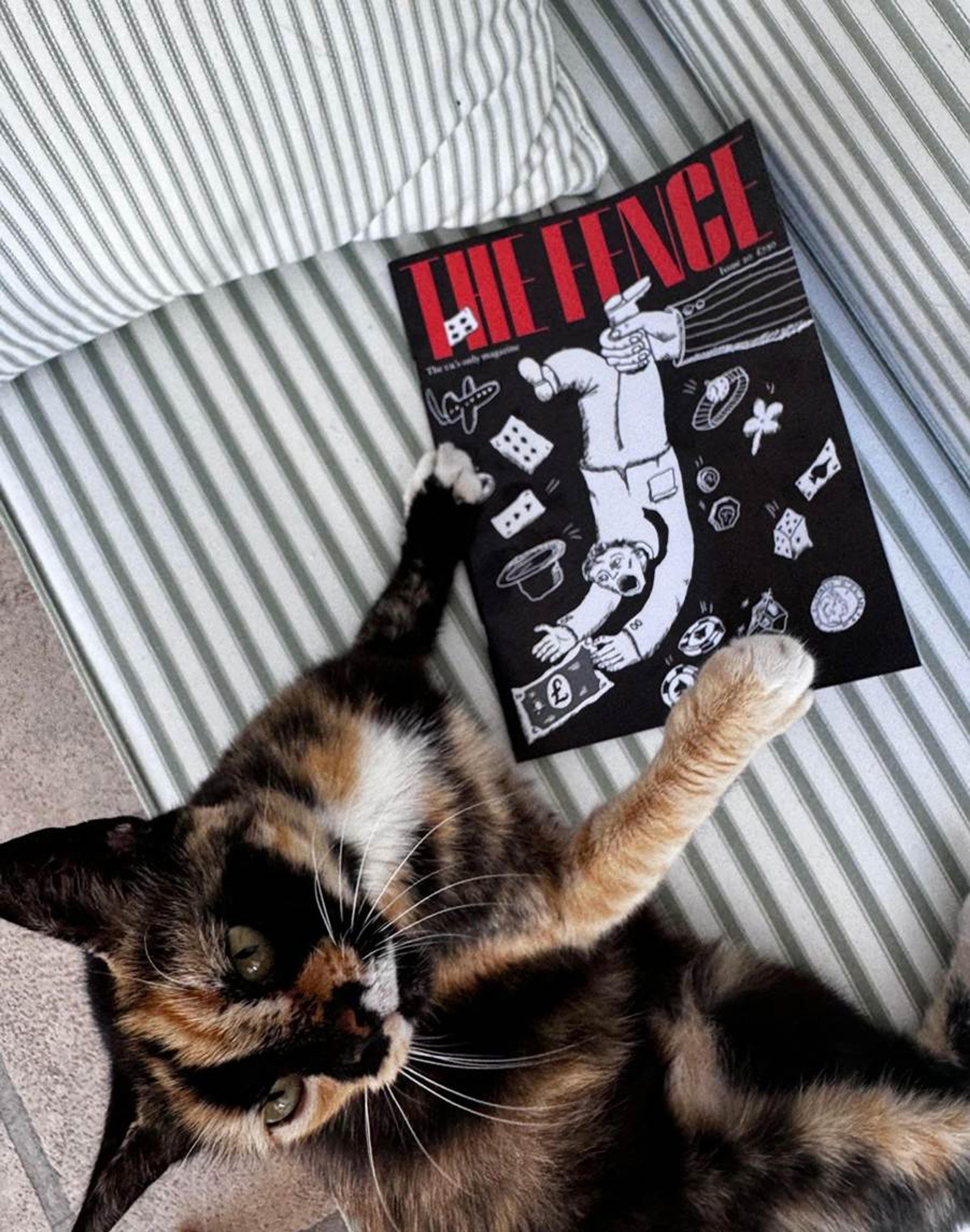 The feline’s choice