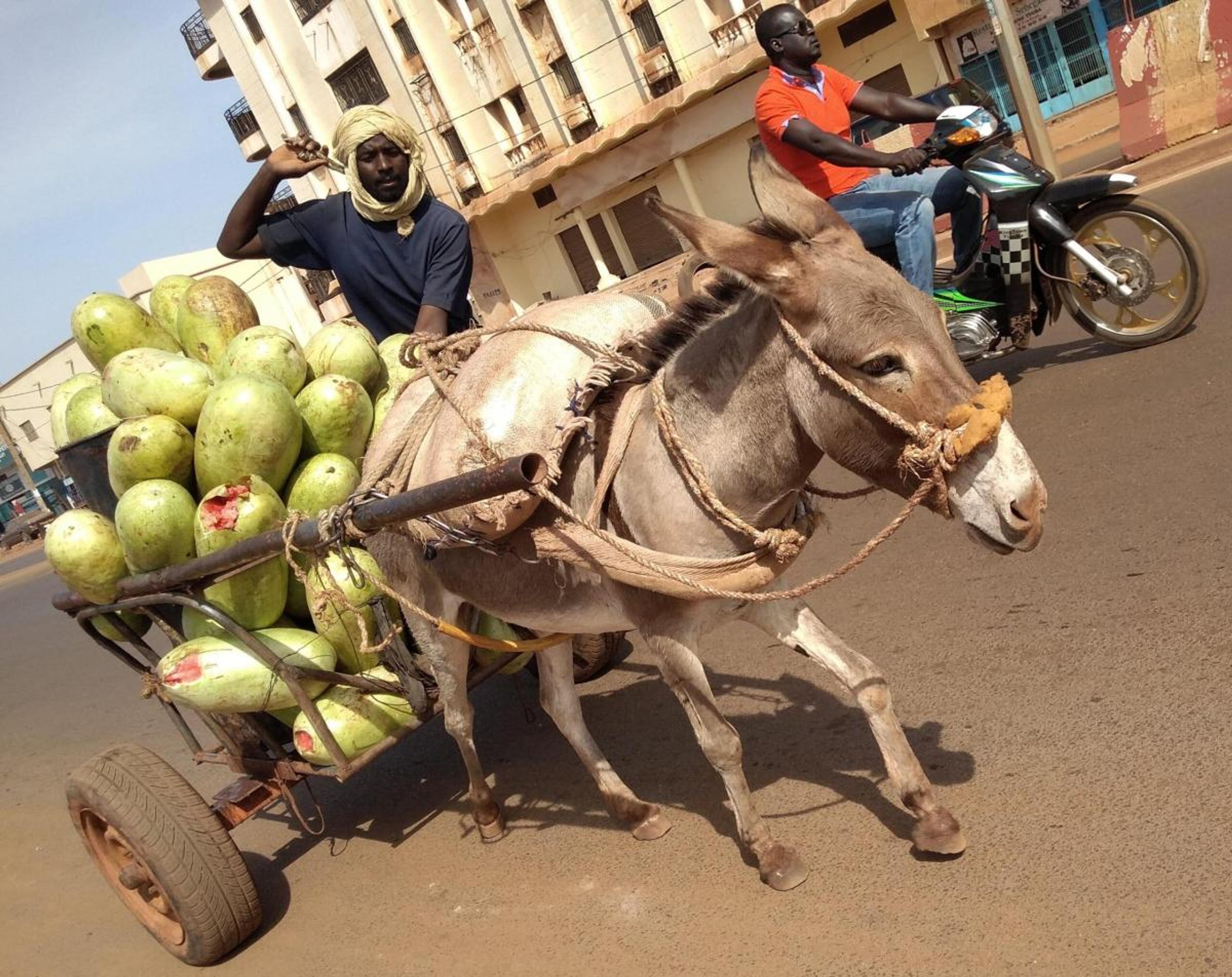 Nation 37. Wonky Melons Donkey driven Wheel Carts Boulkassoumbougou Bamako Mali