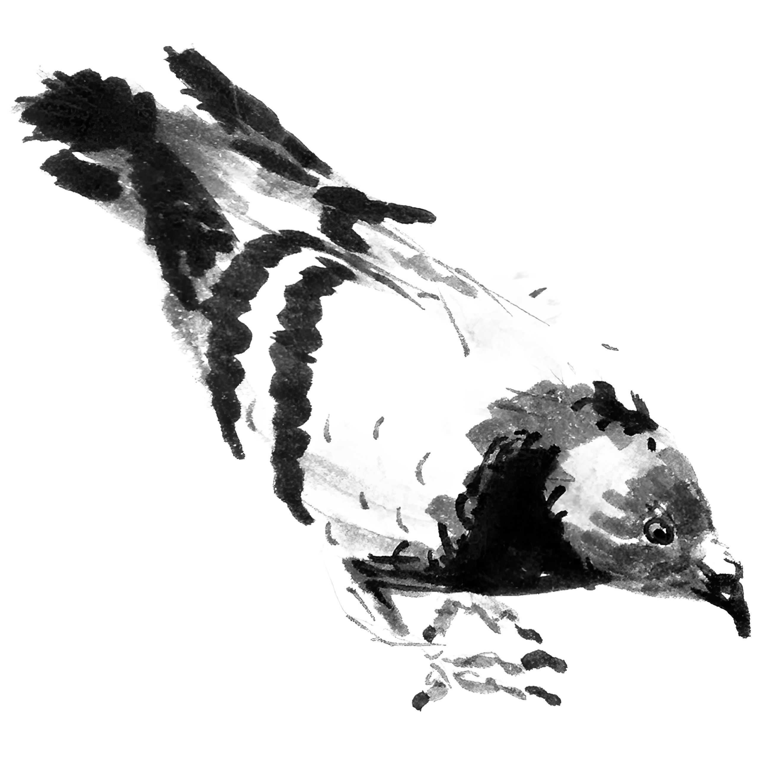 Columba Palumbus, Living amongst Us